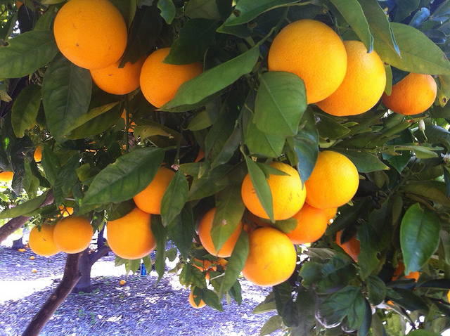 Tree full of fruit