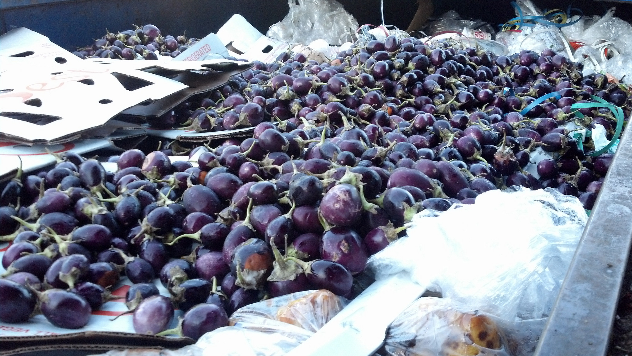 A Dumpster Full of Eggplant