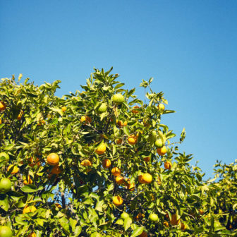 A ripe orange tree