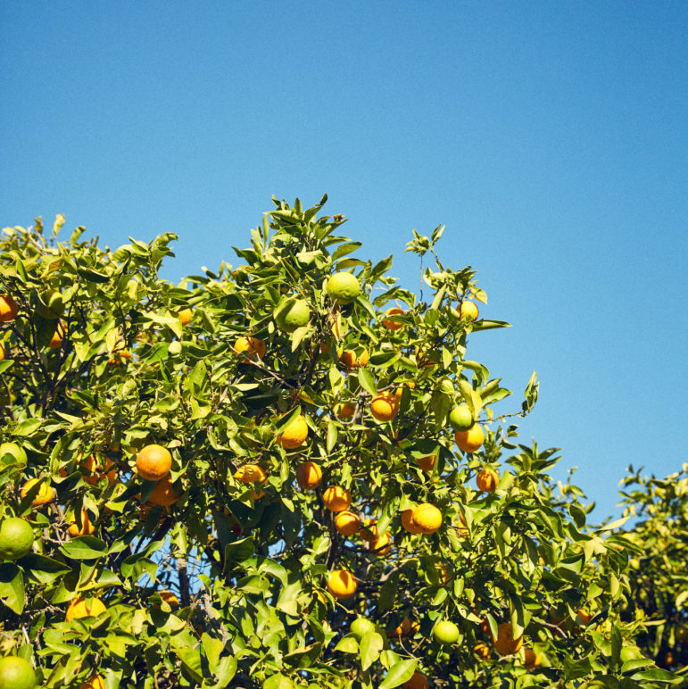 A ripe orange tree