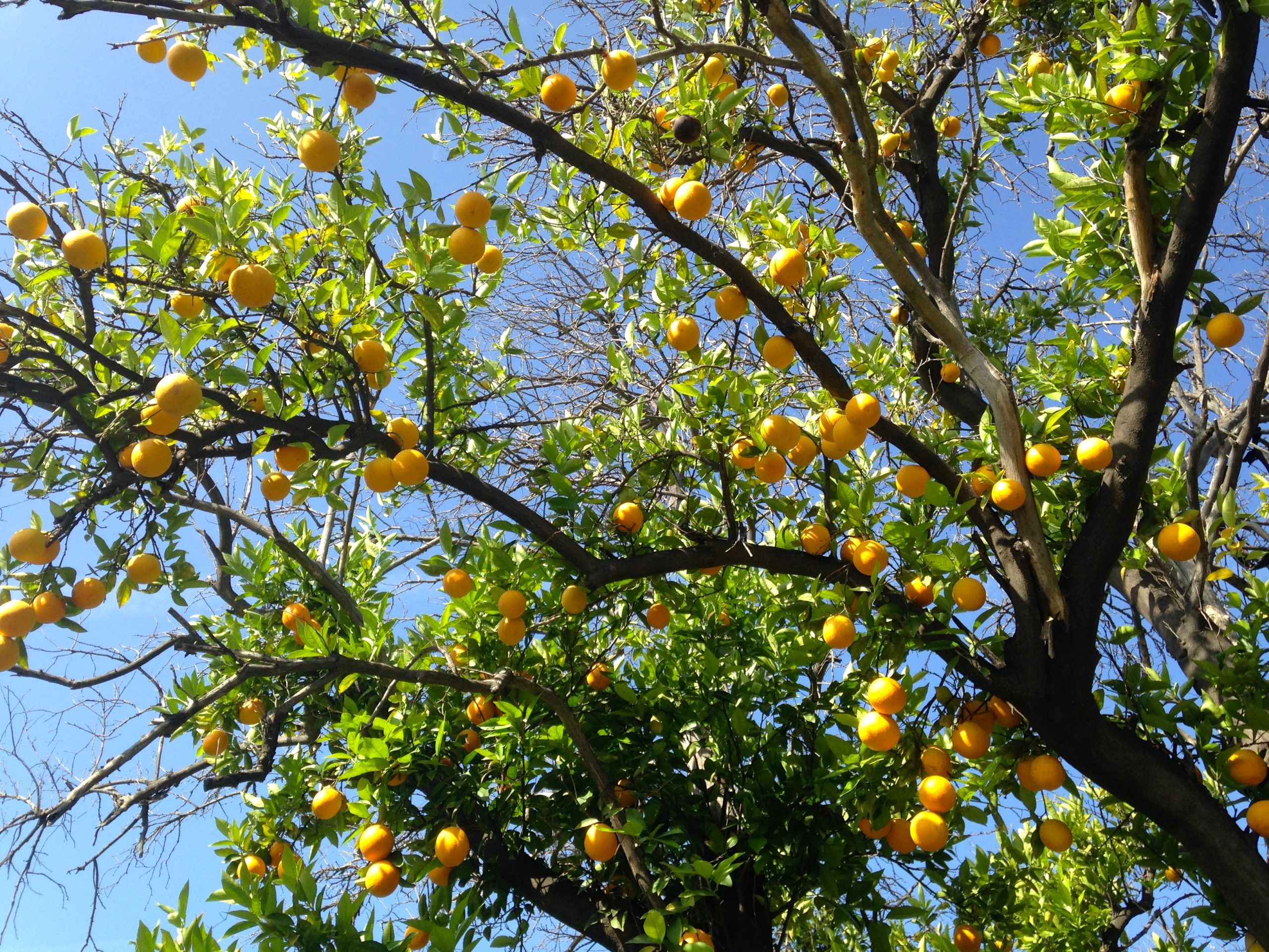 tree with roots and branches and fruits