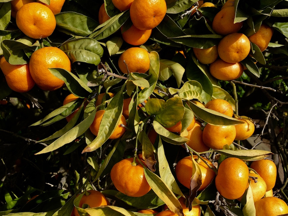 Growing Orange Trees: Information On Taking Care Of An Orange Tree