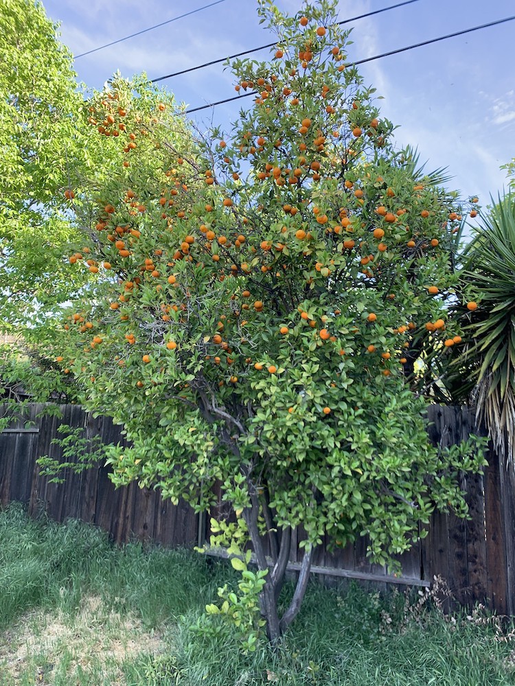 Fruit Tree Care Food Forward