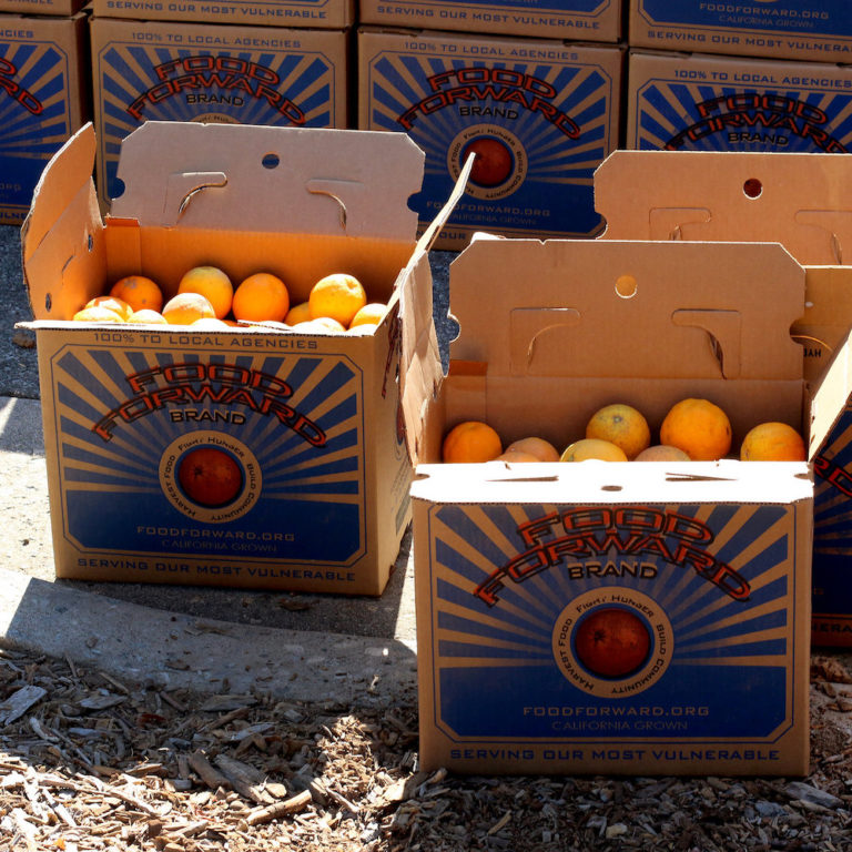 Boxes with the Food Forward logo with oranges inside them