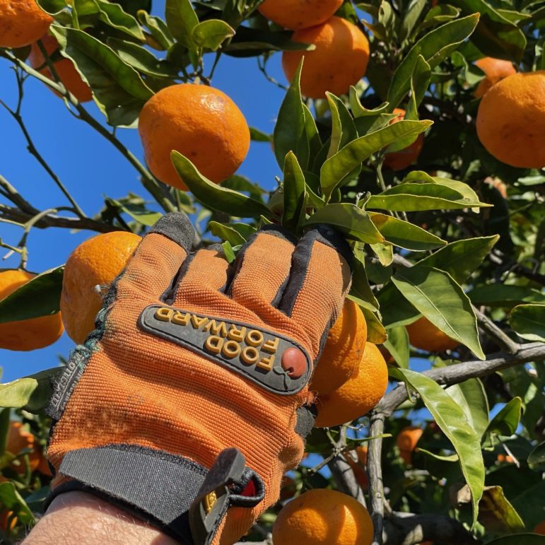 Hand with Food Forward gloves reaches into trees to grab fruit