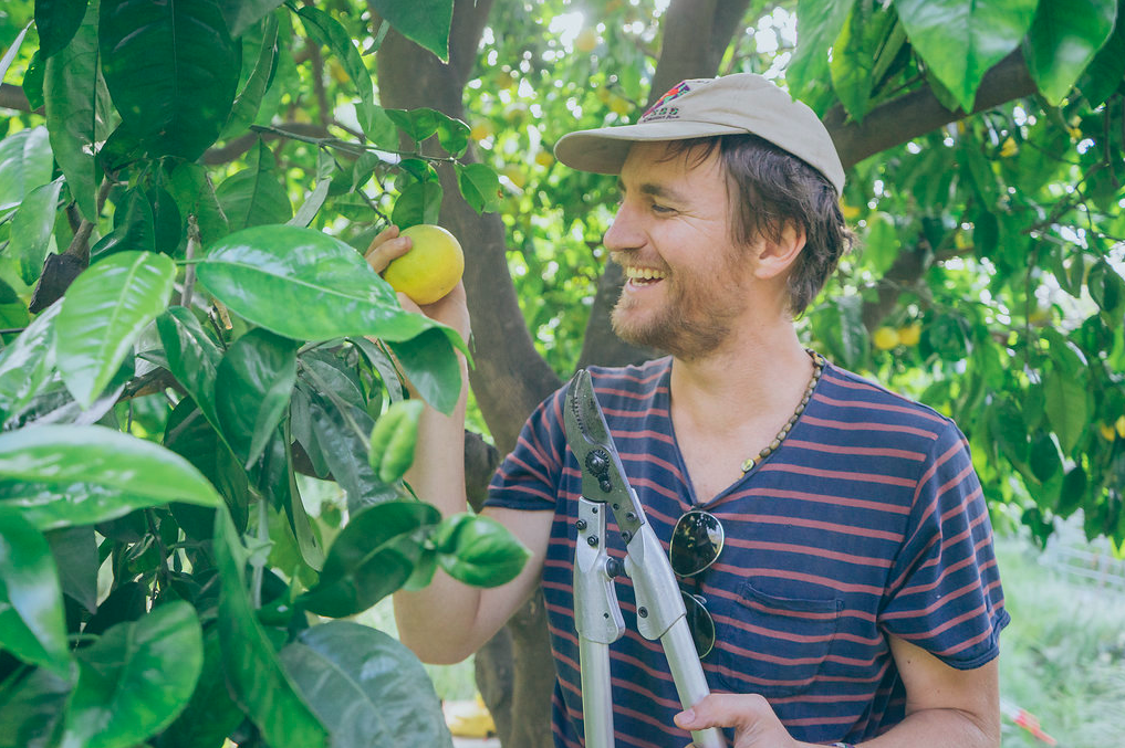 Summer Fruit Tree Care 101 - Food Forward