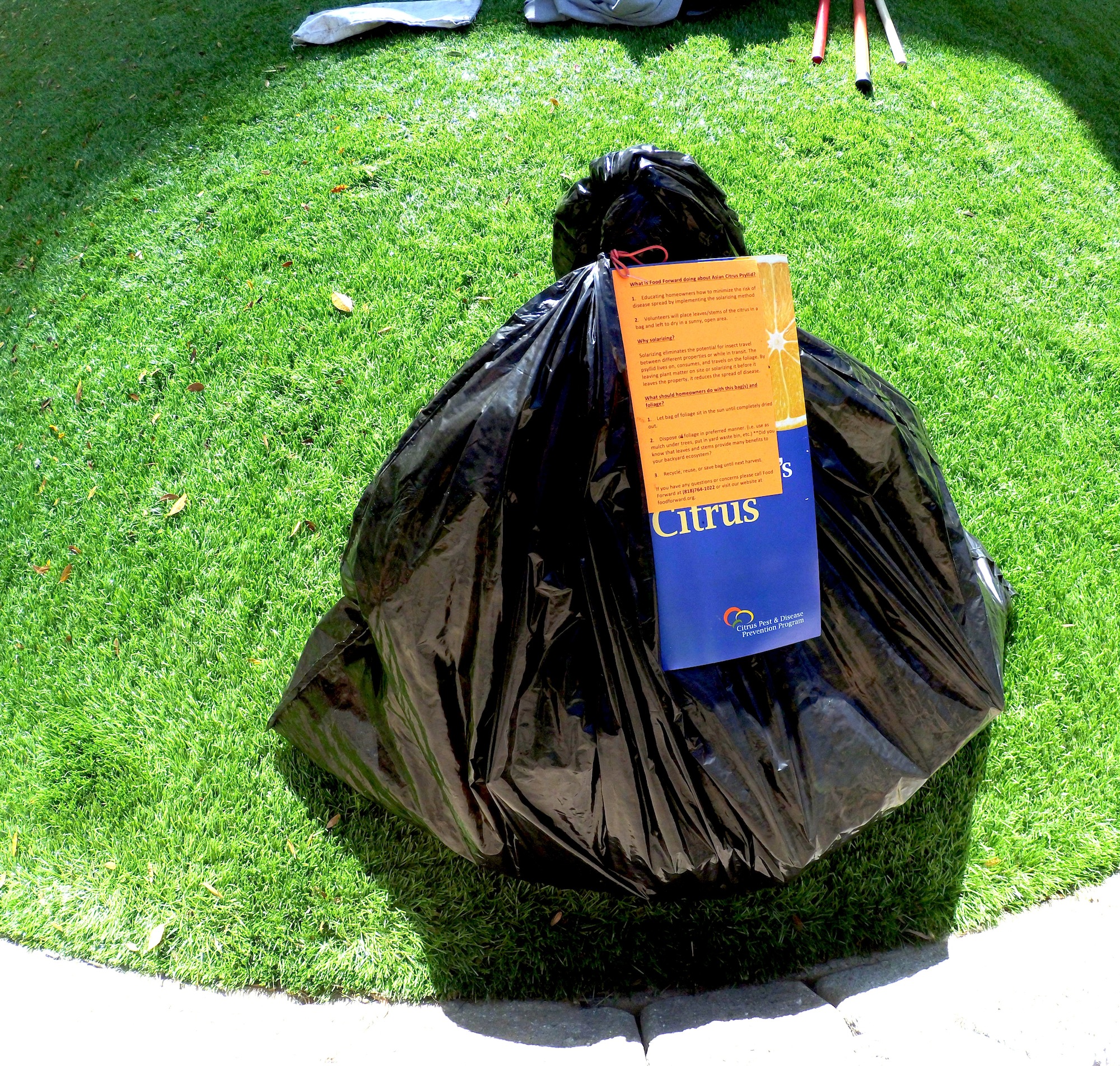 Use a trash bag to kill ACP pests