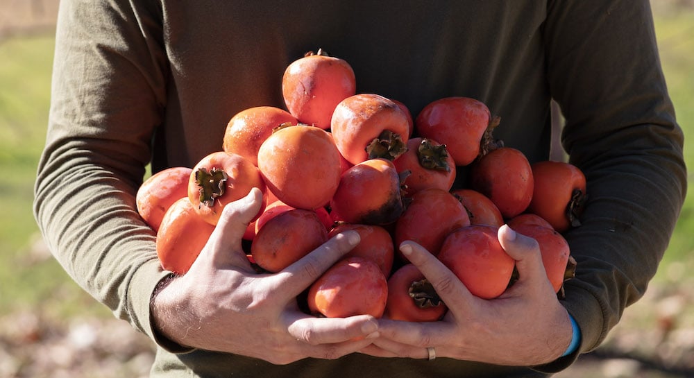 Person holding many persimmons