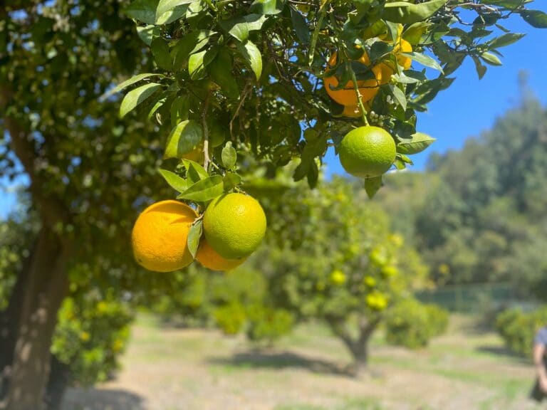 Green and ripe oranges on a tree in a grove