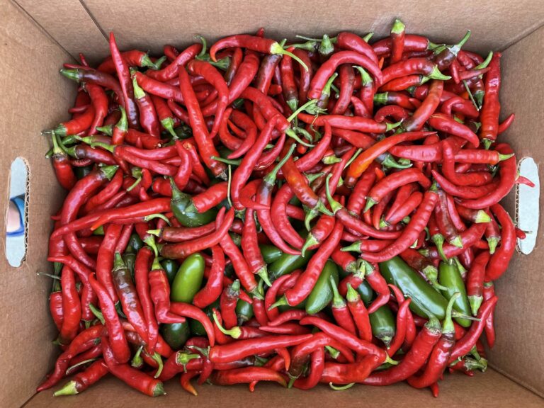Box of red and green peppers
