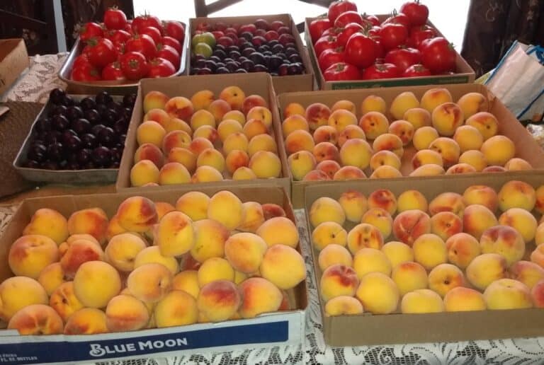 Boxes of peaches, plums, and tomatoes on table