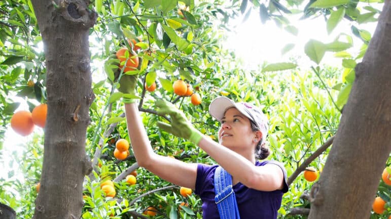 Person picking oranges from a tree