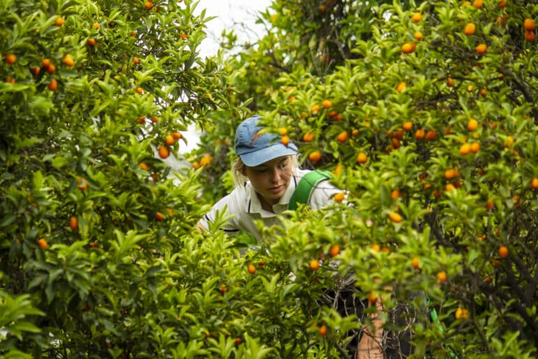 BEST FOOD TO GROW IN SOUTHERN CALIFORNIA intelligence overview